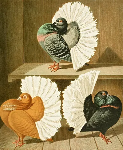 C. laticaudae II by Gustav Prütz, 1884-1886 — digital art print download