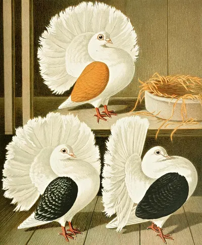 C. laticaudae by Gustav Prütz, 1884-1886 — digital art print download