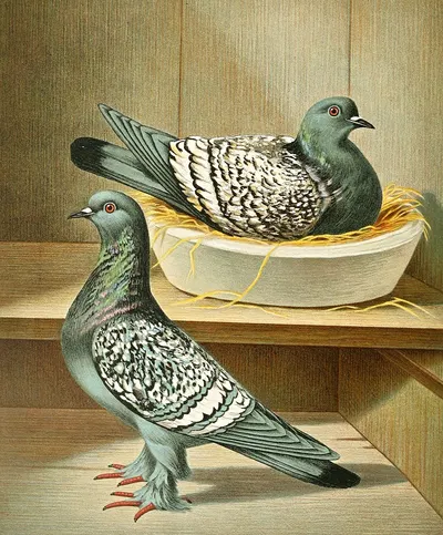 C. livia agrestis by Gustav Prütz, 1884-1886 — digital art print download