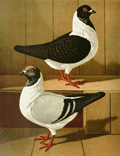 C. mutinensis by Gustav Prütz, 1884-1886 — digital art print download