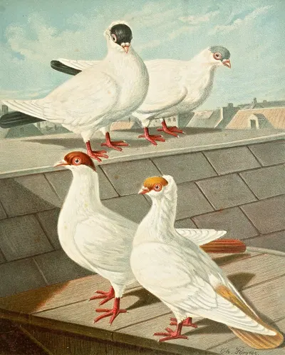 C. Occipitalis by Gustav Prütz, 1884-1886 — digital art print download