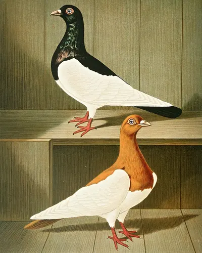 C. Pica by Gustav Prütz, 1884-1886 — digital art print download
