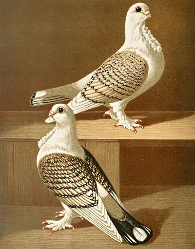 C. sericatae by Gustav Prütz, 1884-1886 — digital art print download