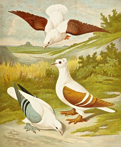 C. sterninae by Gustav Prütz, 1884-1886 — digital art print download