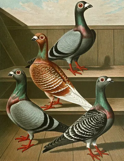C. tabellaria europea by Gustav Prütz, 1884-1886 — digital art print download