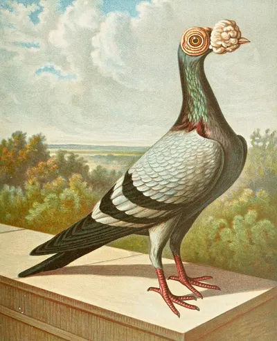 C. tabellarica persica by Gustav Prütz, 1884-1886 — digital art print download
