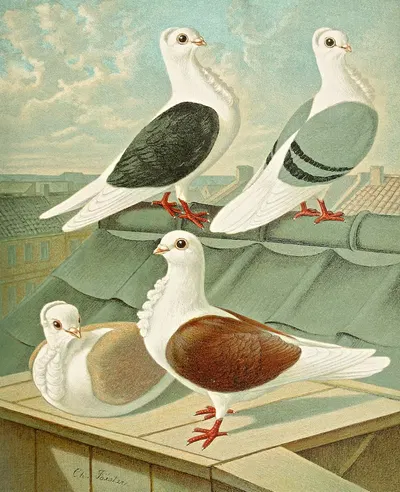 C. turbita II by Gustav Prütz, 1884-1886 — digital art print download