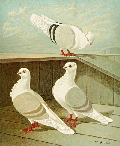 C. turbita by Gustav Prütz, 1884-1886 — digital art print download