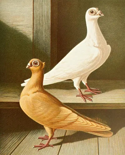 C. turcica by Gustav Prütz, 1884-1886 — digital art print download