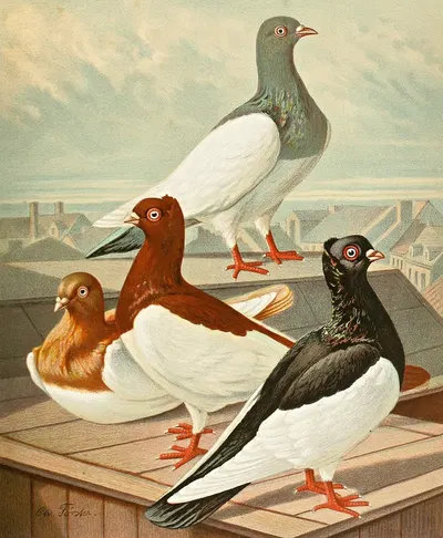 Dänisch Elster by Gustav Prütz, 1884-1886 — digital art print download