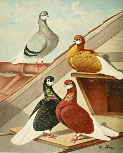 Englische Barttümmler by Gustav Prütz, 1884-1886 — digital art print download