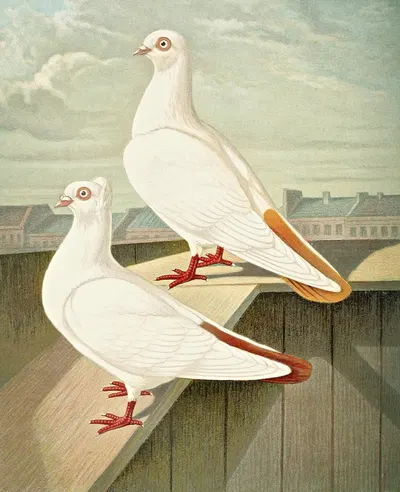 Farbenscwänziger Tümmler by Gustav Prütz, 1884-1886 — digital art print download