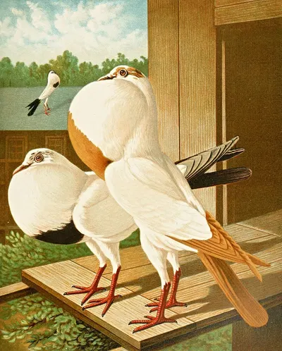 Gestorchte Brünner Kröpfer by Gustav Prütz, 1884-1886 — digital art print download