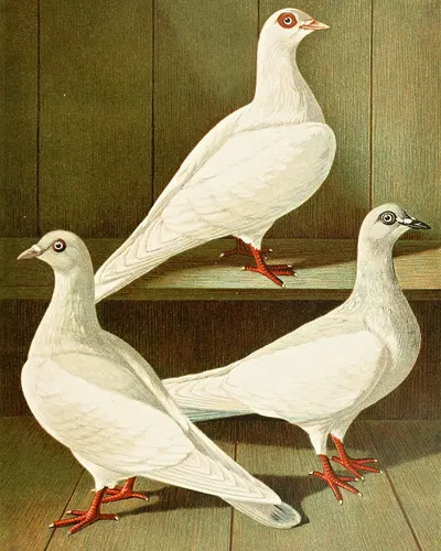 Glattfüssige, Flachstirnige Langschnabel-Tümmler by Gustav Prütz, 1884-1886 — digital art print download