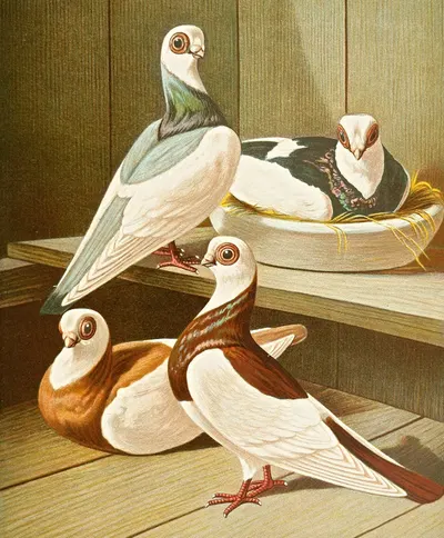 Hochstirnige Kurz-Und Dickschnabel-Tümmler by Gustav Prütz, 1884-1886 — digital art print download