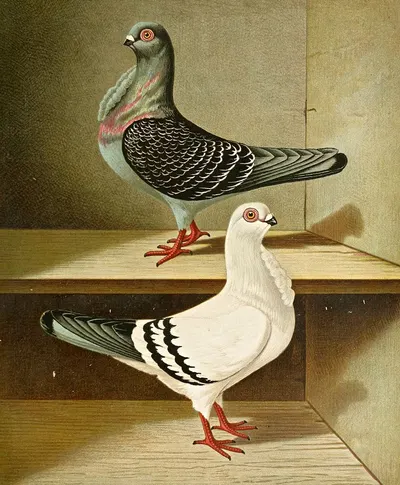 Italienisches Mövchen by Gustav Prütz, 1884-1886 — digital art print download