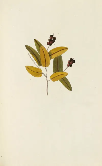 Selectarum stirpium Americanarum historia Pl.112 by Nikolaus Joseph Freiherr von Jacquin, 1780 — digital art print download