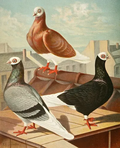 Preussische Weisskopf-Tümmler by Gustav Prütz, 1884-1886 — digital art print download
