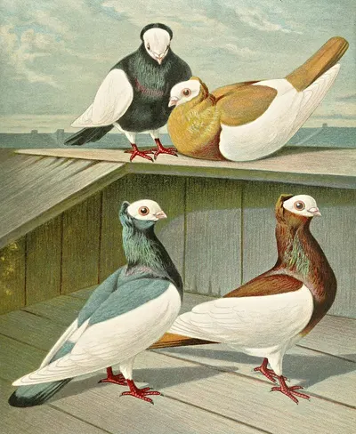 Ungarischer Weissköpfiger Elster-Tümmler by Gustav Prütz, 1884-1886 — digital art print download