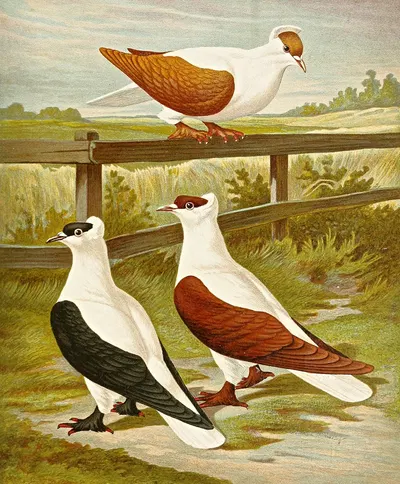 Vollplattige oder Nürnberger Schwalbentaube by Gustav Prütz, 1884-1886 — digital art print download