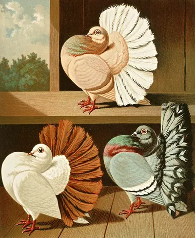 Weissschwanz-, Farbenscwanz-Und Weissbindige Pfauentauben by Gustav Prütz, 1884-1886 — digital art print download