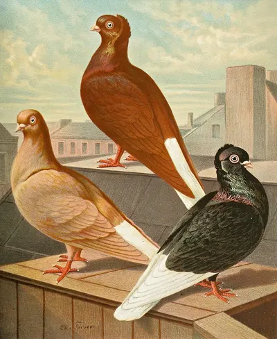 Weissscwanz-und Weisssschlag-Weissscwanz Tümmler by Gustav Prütz, 1884-1886 — digital art print download