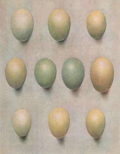 Eggs Of British Diving Ducks by Henrik Gronvold, 1913 — digital art print download