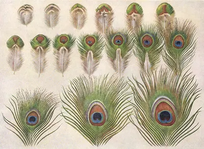 Evolution of the eyes on a Peacock's Train by Henrik Gronvold, 1918-1922 — digital art print download