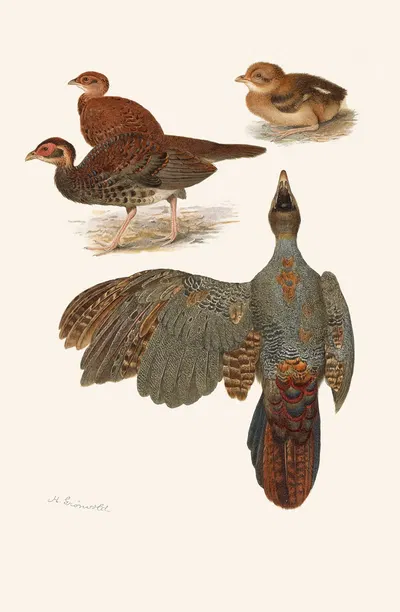 Plumages Of The Bornean And Siamese Crested Firebacks by Henrik Gronvold, 1918-1922 — digital art print download