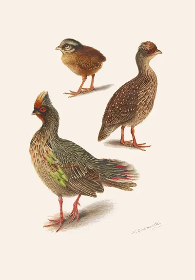 Plumages Of The Himalayan Blood Partridge by Henrik Gronvold, 1918-1922 — digital art print download