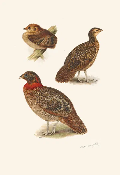 Tragopan Plumages by Henrik Gronvold, 1918-1922 — digital art print download
