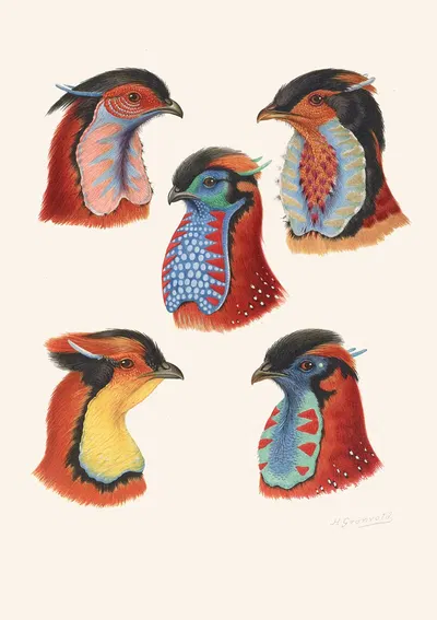 Wattles Of Cock Tragopans by Henrik Gronvold, 1918-1922 — digital art print download