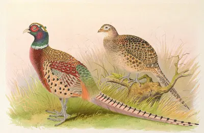 Eastern Chinese Ring-Necked Pheasant by Henry Jones, 1918-1922 — digital art print download