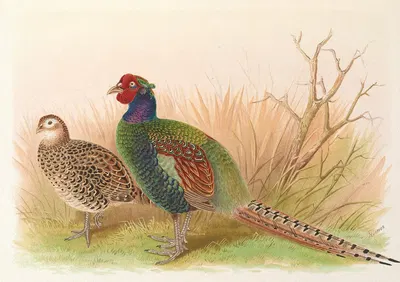 Green Japanese Pheasant by Henry Jones, 1918-1922 — digital art print download