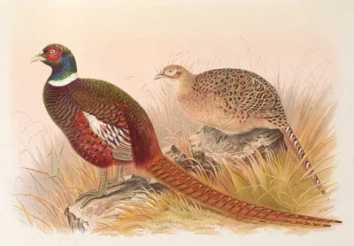 Kirghiz Mongolian Pheasant by Henry Jones, 1918-1922 — digital art print download