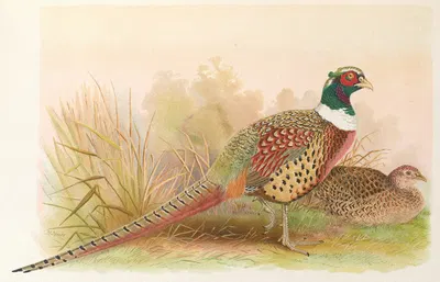 Kobdo Pheasant by Henry Jones, 1918-1922 — digital art print download