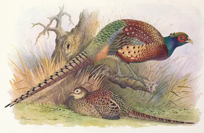 Kweichow Pheasant by Henry Jones, 1918-1922 — digital art print download