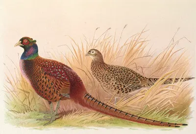 Rion Caucasian Pheasant by Henry Jones, 1918-1922 — digital art print download