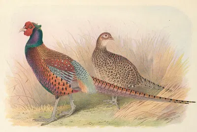 Strauch's Pheasant by Henry Jones, 1918-1922 — digital art print download