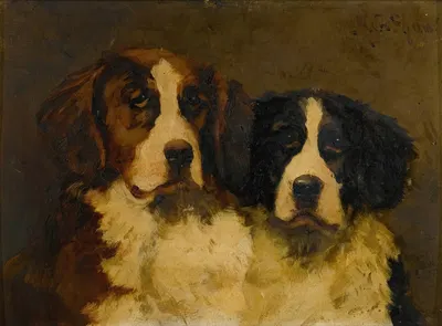 Study Of Two St. Bernards by Hugh George Shaw — digital art print download