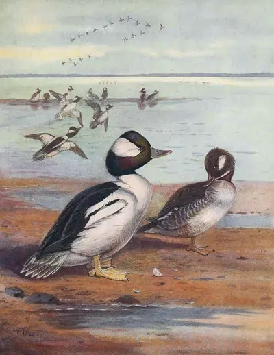 Buffle-Headed Duck by John Guille Millais, 1913 — digital art print download