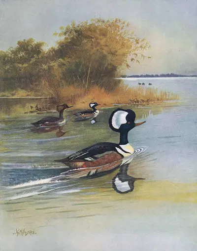 Hooded Merganser by John Guille Millais, 1913 — digital art print download