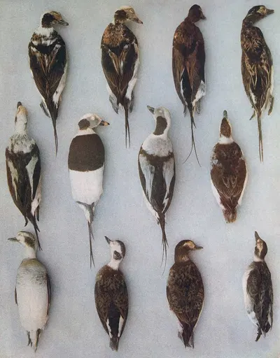 Plumages Of The Long-Tailed Duck (Adult Males and Adult Females) by John Guille Millais, 1913 — digital art print download