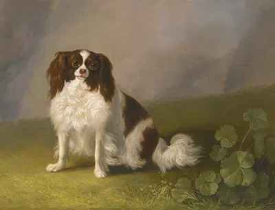 Portrait Of A King Charles Spaniel In A Landscape by Якоб Филипп Хакерт, 1788 — digital art print download