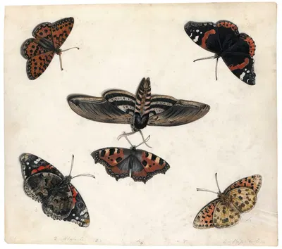 Studies Of Five Butterflies And A Hawk Moth by Ян Ван Кессель Старший — digital art print download