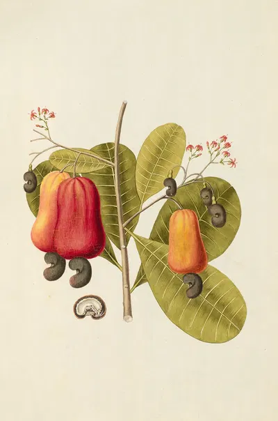 Selectarum stirpium Americanarum historia Pl.121 by Nikolaus Joseph Freiherr von Jacquin, 1780 — digital art print download