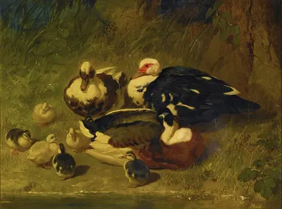 Muscovy Ducks And Ducklings by Джон Фредерик Херринг-старший, 1851 — digital art print download