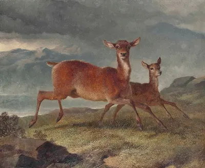 Red hind and calf by Джон Фредерик Херринг-старший, 1855 — digital art print download
