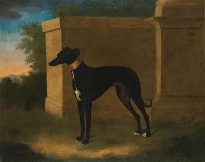 Portrait Of A Greyhound, Called Pompon by Джон Уоттон, 1746 — digital art print download