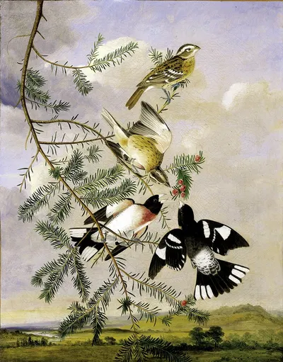 Rose-Breasted Grosbeak by Joseph Bartholomew Kidd — digital art print download